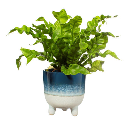 Mojave Glaze Blue Large Planter