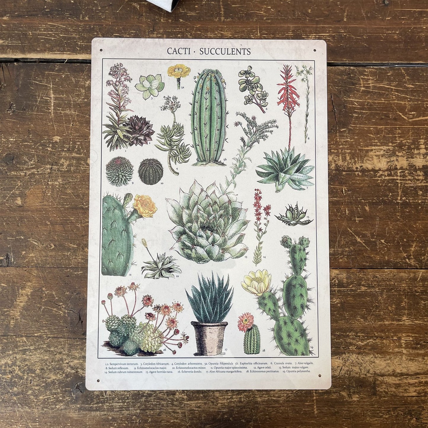 Vintage Metal Sign - Retro Cacti & Succulents Identification Picture